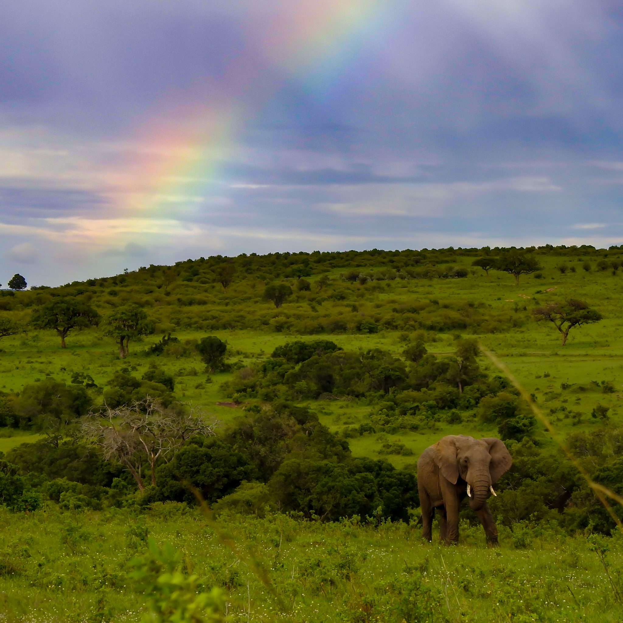 Ngorongoro